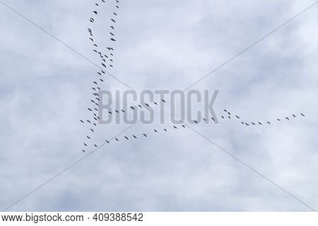 Common Cranes In Flight Formation At Passage Of Birds. Annual Fall Migration.