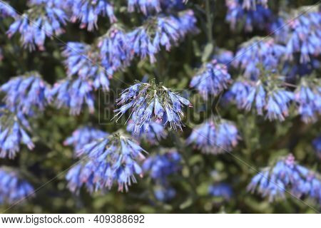 Balkan Endemic Blue Flower - Latin Name - Moltkia Petraea