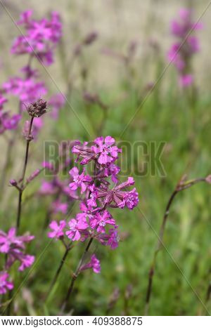 Sticky Catchfly Pink Flowers - Latin Name - Lychnis Viscaria (silene Viscaria)