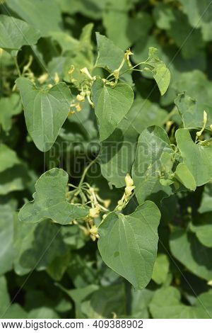 Common Birthwort - Latin Name - Aristolochia Clematitis