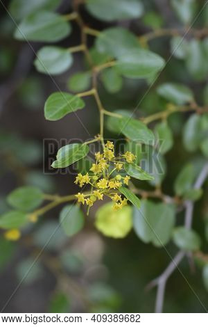 Christs Thorn Branch With Flowers - Latin Name - Paliurus Spina-christi