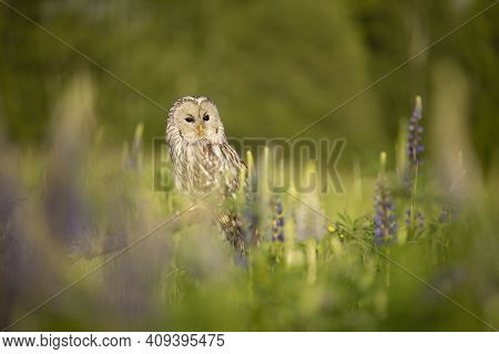 Ural Owl (strix Uralensis) Siting On Broken Branch Inside Flowering Meadow In Summer Morning