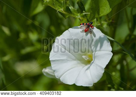 Nicrophorus. Beetle On A White Bell. Small Beautiful Beetle Takes Off From A White Flower On A Green