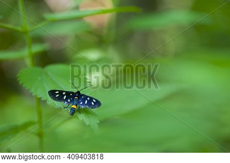 Ctenuchina. Butterfly On Green Leaves. Insect Close-up. Amata Phegea Or Ctenuchina, Black Butterfly 
