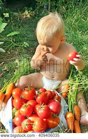 Baby Sitting On Pile Of Ripe Tomatoes. Child In Diaper Choosing Tomato. Red Tomatoes For Child. Baby