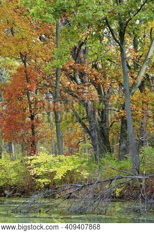 An Autumn Hued Forest Fills The Sky At The Edge Of Mark's Pond At Green Valley Forest Preserve In Du