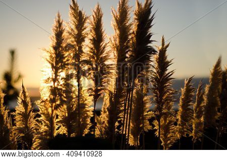Sunset Light Wheat Landscape from West Seattle