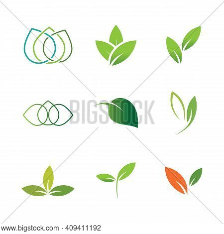 Leaf