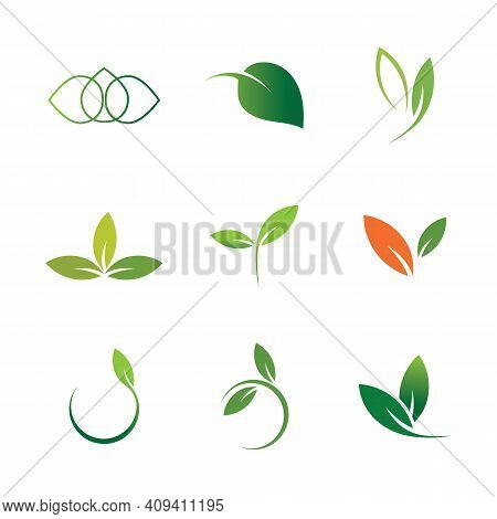 Leaf