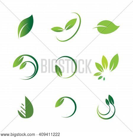 Leaf