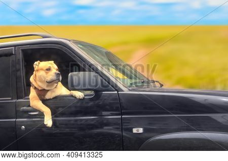 Familty Travel Concept. Cute Dog Looks Out Of The Black Car On A Field Road.