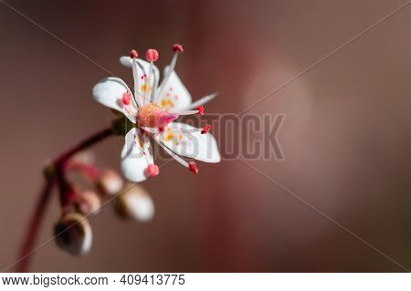 Blooming Flower Of Saxifrage Umbrosa In The Summer Garden Close-up, Selective Focus, Copy Space