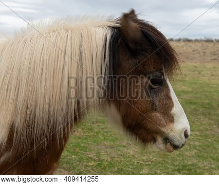 Pony Portrait Profile From Grass Valley, Oregon