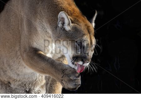 The Cougar (puma Concolor),native American Animal Known As Catamount, Mountain Lion, Painter, Panthe