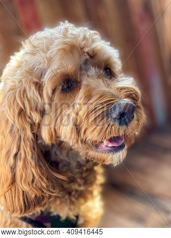 Cavapoo Dog Outside In The Garden, Mixed -breed Of Cavalier King Charles Spaniel And Poodle.