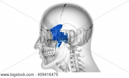 Human Skeleton Skull Sphenoid Bone Anatomy For Medical Concept