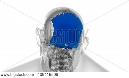 Human Skeleton Skull Occipital Bone Anatomy For Medical Concept