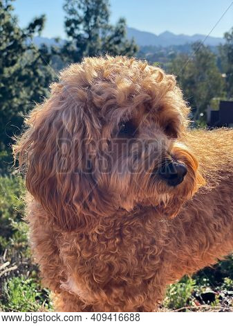 Cavapoo Dog Outside In The Garden, Mixed -breed Of Cavalier King Charles Spaniel And Poodle.