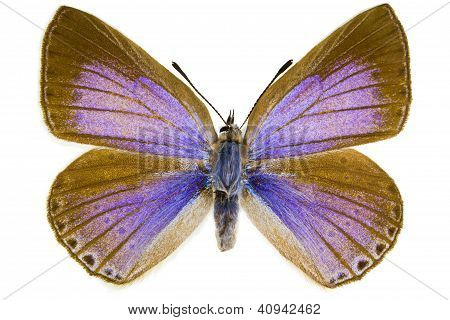 Iolana Iolas (iolas синий)