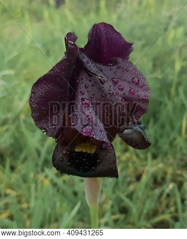 Beautiful Purple Iris Flower A Rare Species Grows In Israel In The City Of Netanya In The Iris Park