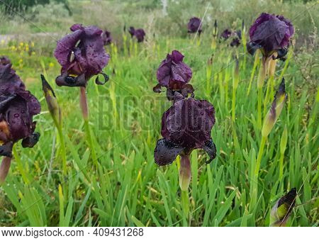 Beautiful Purple Iris Flower A Rare Species Grows In Israel In The City Of Netanya In The Iris Park
