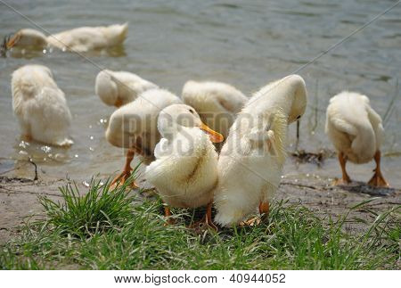 Troupeau de jeunes canards près de l'eau