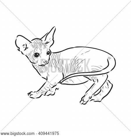 Sketch Of A Sphinx Cat, Isolated, On A White Background. Sphinx Cat, Vector Sketch On A White Backgr