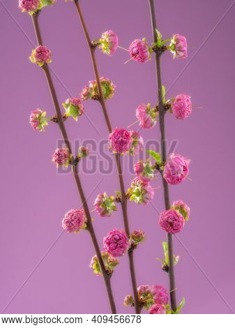 Blooming Amygdalus Triloba branch on pink background.  Symbol of life beginning and the awakening of nature. 