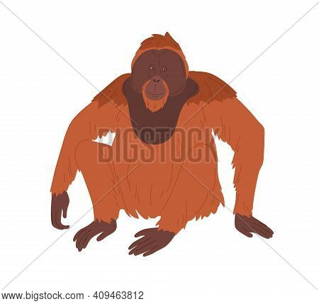Bornean Orangutan Or Large Brown Hairy Ape With Long Limbs. Reddish Shaggy Monkey Sitting Isolated O