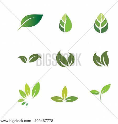 Leaf