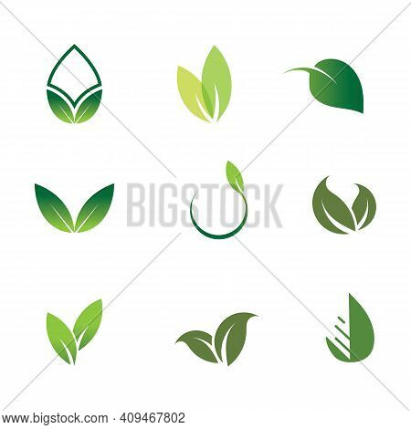 Leaf
