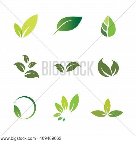 Leaf