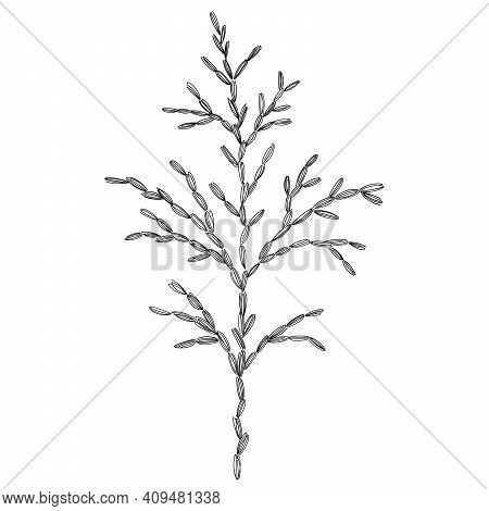 Thuja Branch Vector Botanical Illustration. Forest Greenery Background