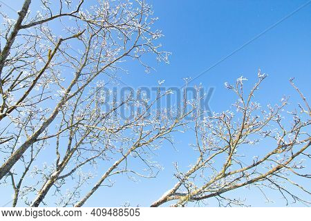 Blue Sky, Forest Tree Branch Top In Snow. Wonderful Fairytale Christmas New Year Weather. Winter Bac