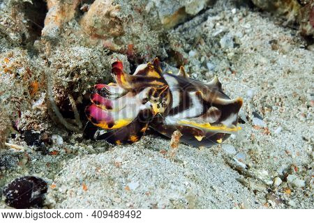 A Bright Cuttlefish (metasepia Pfefferi) Walks On The Sand. Small, But Very Poisonous. Underwater Ph