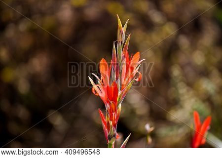 Red Colored Flowers Of Canna Indica, Commonly Known As Indian Shot, African Arrowroot, Edible Canna,