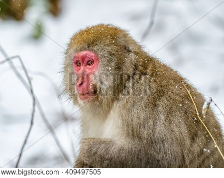 A Japanese Macaque, Macaca Fuscata, Sits In The Snow Outside Jigokudani Monkey Park, Nagano Prefectu