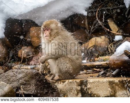 A Japanese Macaque, Macaca Fuscata, Sits In The Snow Outside Jigokudani Monkey Park, Nagano Prefectu