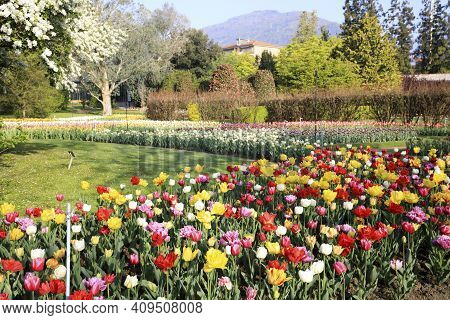 Verbania (vco), Italy - April 01, 2017: Tulips In \