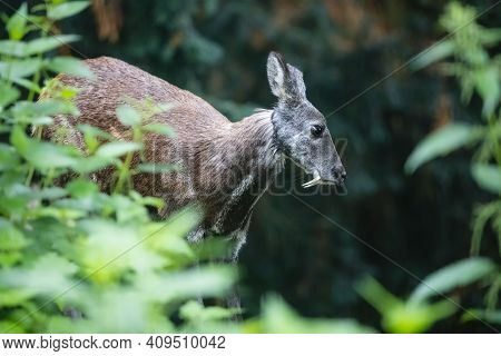 Siberian Musk Deer With Long Fangs. Close-up Portrait Of Cute Male Musk Deer With Terrible Sharp Tus