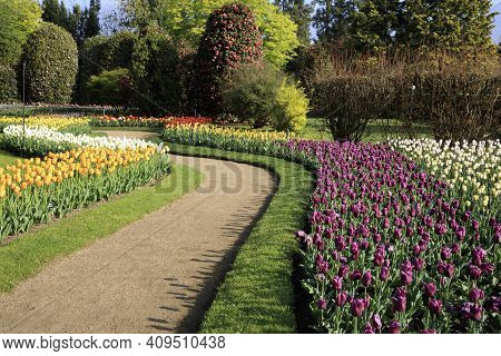 Verbania (vco), Italy - April 01, 2017: Tulips In 