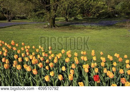 Verbania (vco), Italy - April 01, 2017: Tulips In 