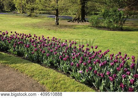Verbania (vco), Italy - April 01, 2017: Tulips In 