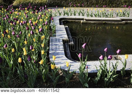 Verbania (vco), Italy - April 01, 2017: Tulips In \