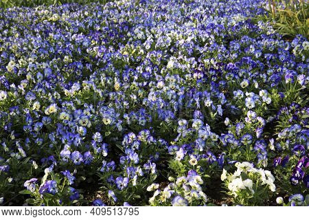 Verbania (vco), Italy - April 01, 2017: Violets In \