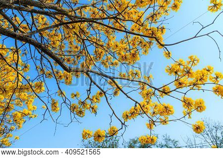 Beautiful Blooming Yellow Golden Tabebuia Chrysotricha Flowers With The Park In Spring Day At Blue S
