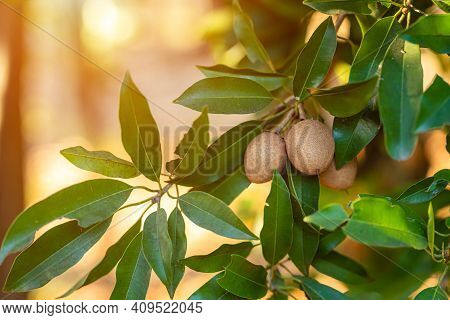 Close Up Of Sapodilla Grow On The Sapodilla Tree In A Garden Background Sapodilla Leaves In Thailand