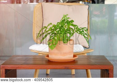 Monstera Obliqua Miq, Or Window Leaf, Planted In The Earthware Flowerpot, Decorative On Wood Table