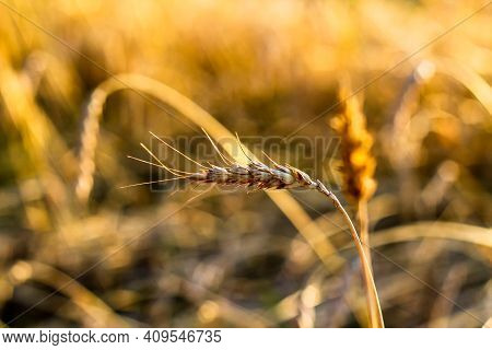 Spikelets Gold Color, Backlit, Natural Summer Background. Photo Of Wheat Field At Sunrise Sun Burst.