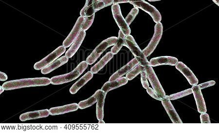Bacteria Bacillus Anthracis, The Causative Agent Of Anthrax Disease, 3d Illustration